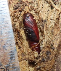 Gracilodes caffra