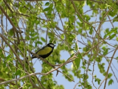Parus major
