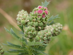 Sanguisorba verrucosa