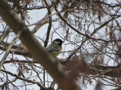 Parus major