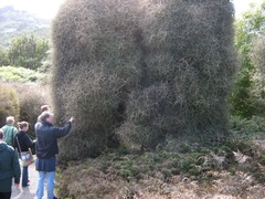 Pittosporum obcordatum