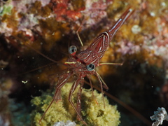 Rhynchocinetes durbanensis