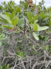 Sideroxylon inerme