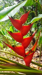 Heliconia stricta