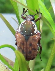 Elaphinis delagoensis