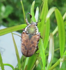 Elaphinis delagoensis