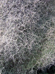 Pittosporum obcordatum