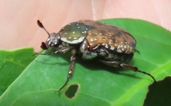 Elaphinis delagoensis