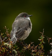 Pyrope pyrope pyrope