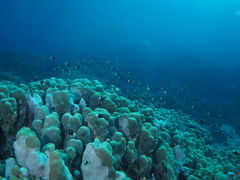 Pycnochromis dimidiatus