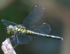 Chalcostephia flavifrons