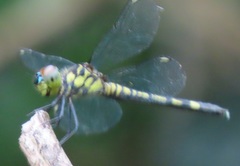 Chalcostephia flavifrons