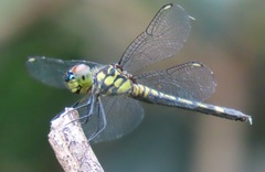 Chalcostephia flavifrons