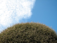Pittosporum obcordatum