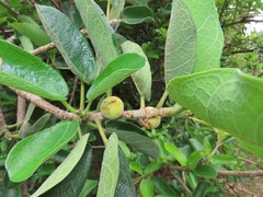 Ficus stuhlmannii