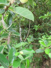 Ficus stuhlmannii
