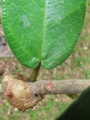 Ficus stuhlmannii