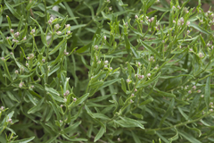 Galatella chromopappa