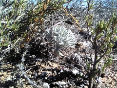 Eriospermum dregei