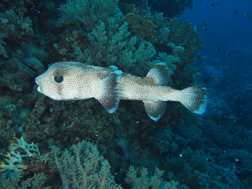 Spotted Porcupinefish