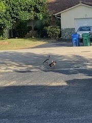 Alopochen aegyptiaca