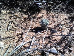Eriospermum dregei
