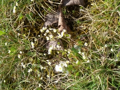 Draba praecox