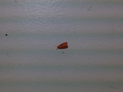 Miltochrista pyraula