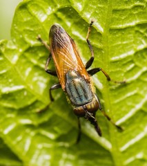 Idiella