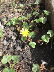 Ficaria verna