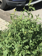 Brassicaceae