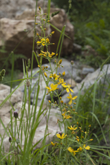 Hypericum elongatum