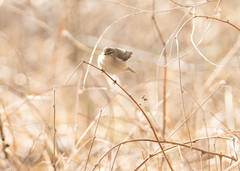 Phylloscopus collybita