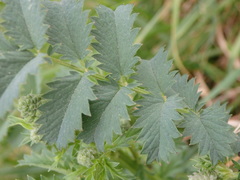 Sanguisorba verrucosa