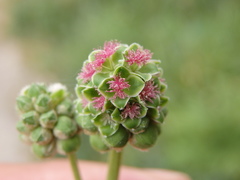 Sanguisorba verrucosa