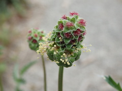 Sanguisorba verrucosa