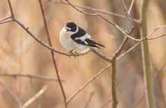 Ficedula semitorquata