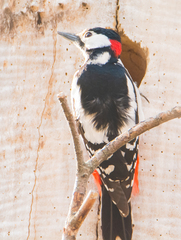Dendrocopos major