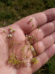 Draba praecox