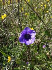 Anemone coronaria