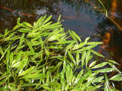 Potamogeton alpinus