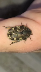 Protaetia fusca