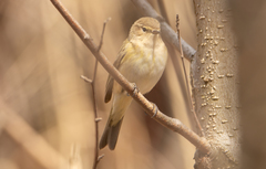 Phylloscopus collybita