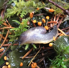 Hemphillia dromedarius