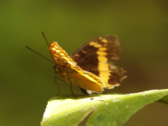 Lexias aeropa