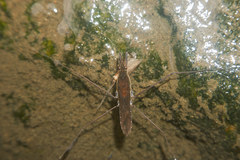 Gerris gracilicornis