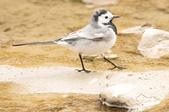 Motacilla alba