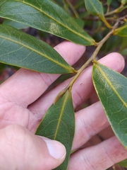 Duguetia furfuracea