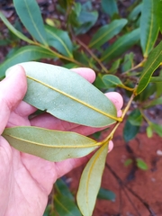 Duguetia furfuracea