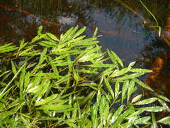 Potamogeton alpinus